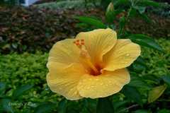 Hibiscus rosa-sinensis